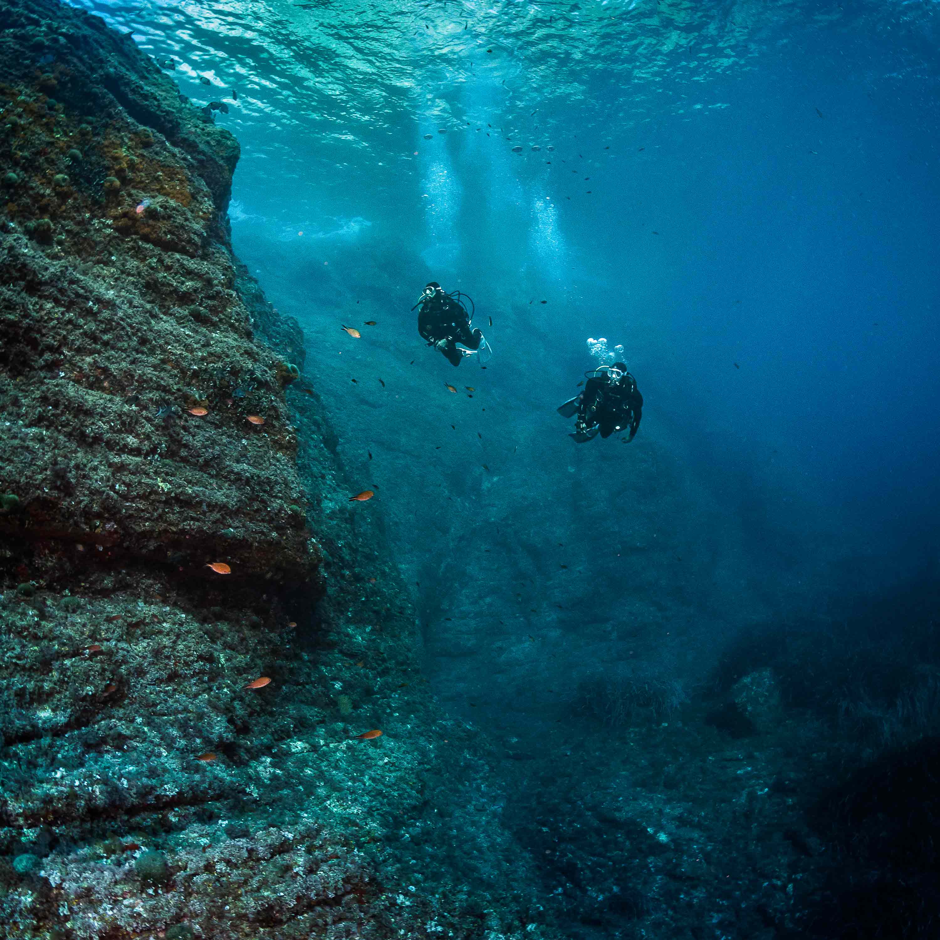 Product Details - LOTUS - Women's Dive BCD